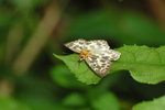 
�է˽�