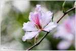_MG_5390_2
