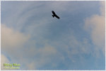 CRW_46833_2