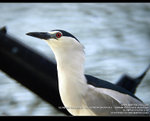 MC191729_800