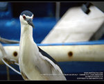 MC191752_800