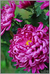 DSC_7366_640