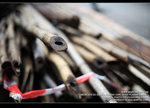 IMG_1473_800