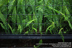 IMG_1539_800