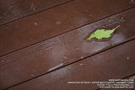 IMG_1556_800