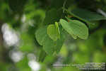 IMG_1591_800