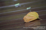 IMG_1598_800