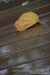 IMG_1600_800