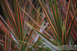 IMG_1608_800
