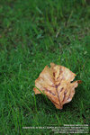 IMG_1613_800