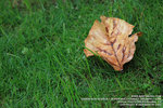 IMG_1615_800