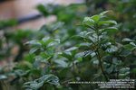 IMG_1639_800