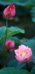 Lotus012ps