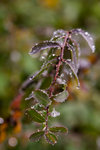 IMG_2069_1
