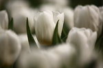 IMG_2065