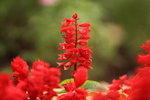 IMG_2093