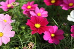 IMG_2290