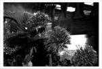 IMG_4005bwb