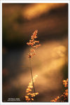 IMG_5709R