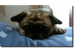 lily08nov
