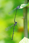 rDSC_4478
