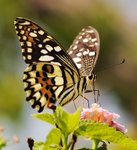 rDSC_4673