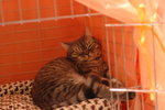 Hong Kong Cat Expo 2006 