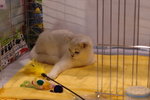 Hong Kong Cat Expo 2006 