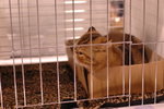 Hong Kong Cat Expo 2006 