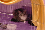 Hong Kong Cat Expo 2006 