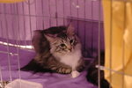 Hong Kong Cat Expo 2006 