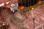 Hong Kong Cat Expo 2006 