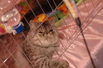Hong Kong Cat Expo 2006 