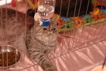 Hong Kong Cat Expo 2006 