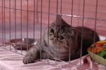 Hong Kong Cat Expo 2006 