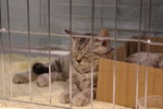 Hong Kong Cat Expo 2006 