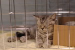 Hong Kong Cat Expo 2006 