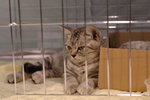 Hong Kong Cat Expo 2006 