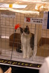 Hong Kong Cat Expo 2006 