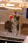 Hong Kong Cat Expo 2006 