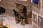 Hong Kong Cat Expo 2006 