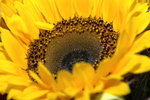 Sun Flower