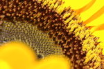 Sun Flower