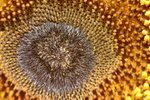 Sun Flower