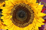 Sun Flower