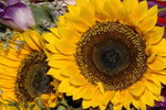 Sun Flower
