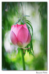 img5d_2406