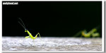 CRW_5928