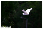 CRW_6866
