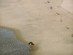 bird and footprints